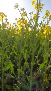 yellow flowers in the morning. yellow rapeseed field. rapeseed blossoms against the sky. Flowering rapeseed field in the morning. Ukrainian landscape 4K