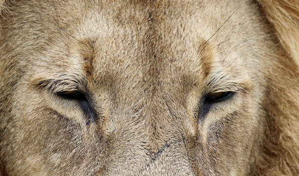 View of an extreme close-up of a male lion's face with squinting eyes and golden fur in Waterberg District Municipality, Limpopo, South Africa.