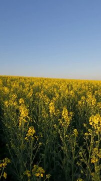 yellow flowers in the morning. yellow rapeseed field. rapeseed blossoms against the sky. Flowering rapeseed field in the morning. Ukrainian landscape 4K