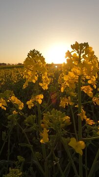 sunrise in the mountains. yellow flowers in the morning. yellow rapeseed field. rapeseed blossoms against the sky. Flowering rapeseed field in the morning. Ukrainian landscape 4K