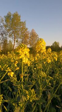 yellow flowers in the field. yellow flowers in the morning. yellow rapeseed field. rapeseed blossoms against the sky. Flowering rapeseed field in the morning. Ukrainian landscape 4K