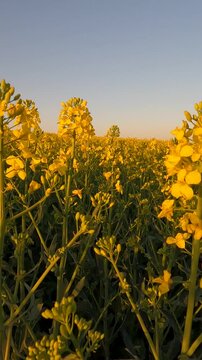 yellow flowers in the morning. yellow rapeseed field. rapeseed blossoms against the sky. Flowering rapeseed field in the morning. Ukrainian landscape 4K