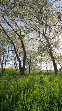 spring in the park