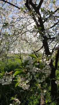 cherry blossom in spring. Cherry blossoms in the garden on a spring morning. Ukrainian landscape 4K