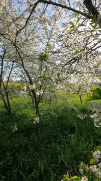 trees in the forest. cherry blossom in spring. Cherry blossoms in the garden on a spring morning. Ukrainian landscape 4K