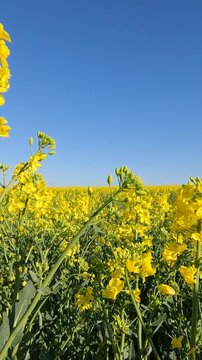 yellow flowers in the morning. yellow rapeseed field. rapeseed blossoms against the sky. Flowering rapeseed field in the morning. Ukrainian landscape 4K