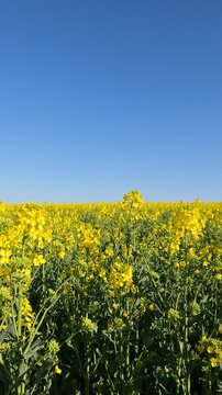 yellow flowers in the morning. yellow rapeseed field. rapeseed blossoms against the sky. Flowering rapeseed field in the morning. Ukrainian landscape 4K