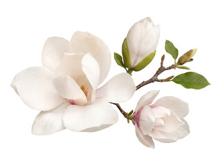 Elegant white magnolia flowers and budding blooms on a small branch. © Robert