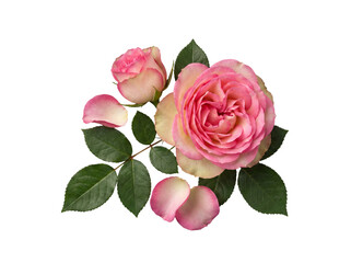 Fototapeta premium Beautiful pink garden roses, blooming and budding, with lush green leaves and delicate petals on transparent background.