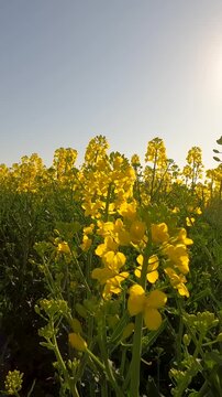 yellow flowers in the morning. yellow rapeseed field. rapeseed blossoms against the sky. Flowering rapeseed field in the morning. Ukrainian landscape 4K