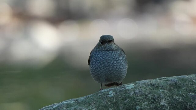 Cinematic close up of a plump female plumbeous water redstart bird with speckled feathers standing on a rock against a dramatic bright circular bokeh background.