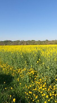 yellow flowers in the morning. yellow rapeseed field. rapeseed blossoms against the sky. Flowering rapeseed field in the morning. Ukrainian landscape 4K