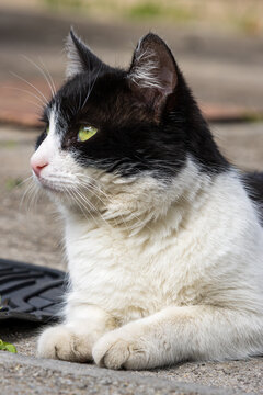Black and white cat resting outdoors