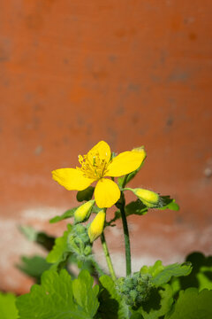 Yellow wildflower blooming in natural garden setting