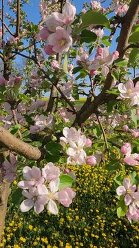 apple tree in bloom. Apple tree blossoming in the garden on a spring morning. Ukrainian landscape 4K