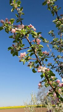 apple tree in bloom. Apple tree blossoming in the garden on a spring morning. Ukrainian landscape 4K