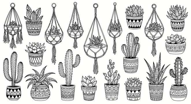 Hand drawn collection of succulents and cacti in pots and macrame hangers.