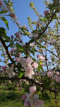 apple tree in bloom. Apple tree blossoming in the garden on a spring morning. Ukrainian landscape 4K