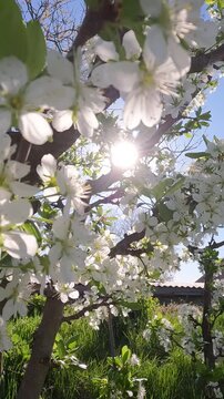 cherry blossom in spring. Plum tree blossoming in the garden on a spring morning. Ukrainian landscape 4K