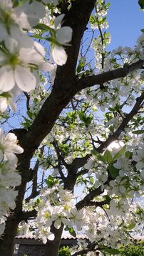 cherry blossom in spring. Plum tree blossoming in the garden on a spring morning. Ukrainian landscape 4K
