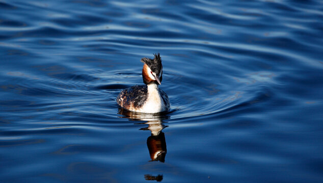Great crested grebe on a lake