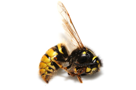 Dead wasp insect bee on a white background