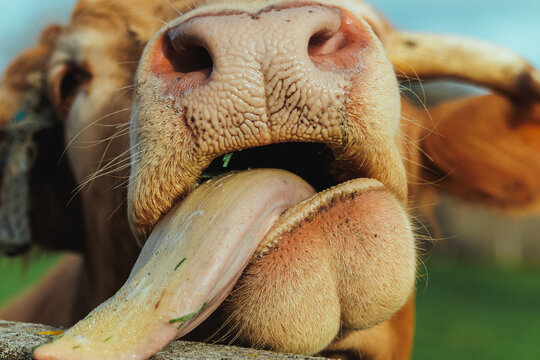 lengua de buey