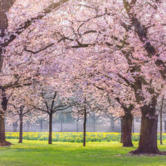 Fototapeta premium Cherry blossom trees bloom in a park during spring with daffodils growing in a meadow under clear skies