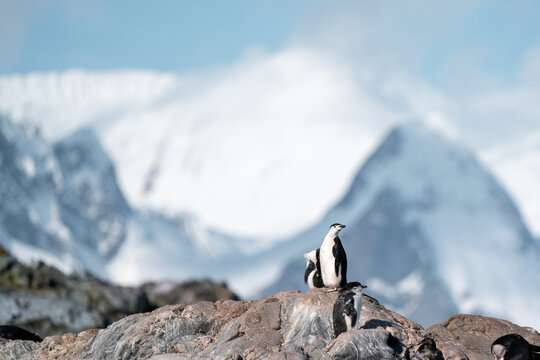 View of Chinstrap penguins standing on a rocky outcrop with massive snow-covered mountains and a bright blue sky Antarctica.