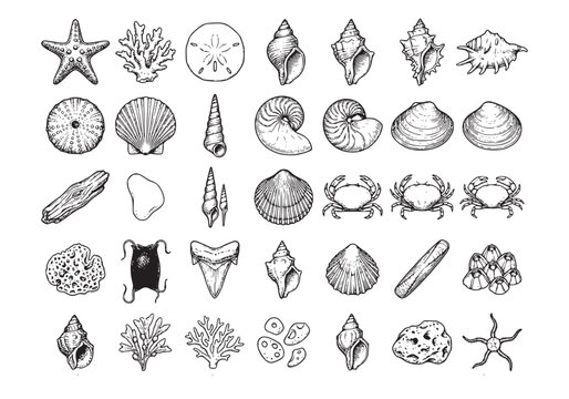 Collection of various seashells, coral, and other sea creatures including starfish, sand dollar, crab, shark tooth, and sea urchin.