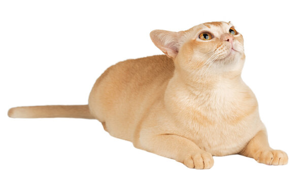 Burmese cream cat in full length