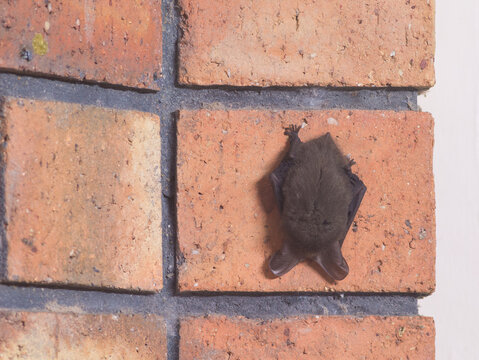 Lesser long eared bat Nyctophilus geoffroyi clings to brick wall inside bedroom in Penneshaw, Kangaroo Island, Australia
