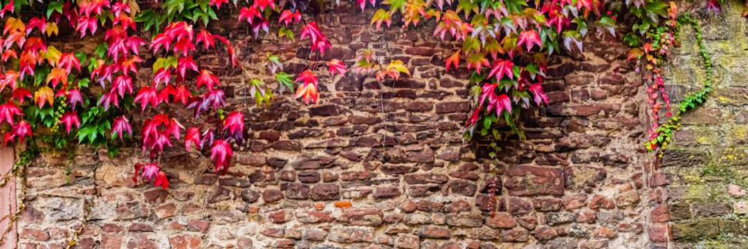 Red and green leaves climb a brick wall in an outdoor space on a sunny day
