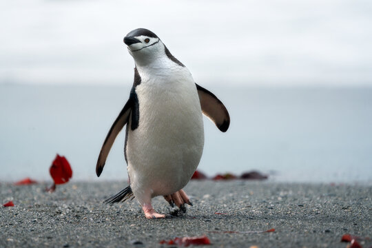 View of a chinstrap penguin walking across a dark pebble beach with a blurred icy background in Antarctica.