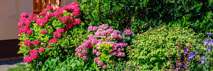 Obraz premium Bright flowers bloom in a garden near a house on a sunny day in spring