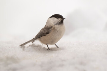 Mésange nonnette, © JAG IMAGES
