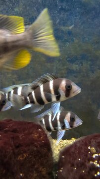 Cyphotilapia frontosa cichlid school swimming in a freshwater aquarium, with various african cichlids gracefully moving among rocks and showcasing vibrant colors