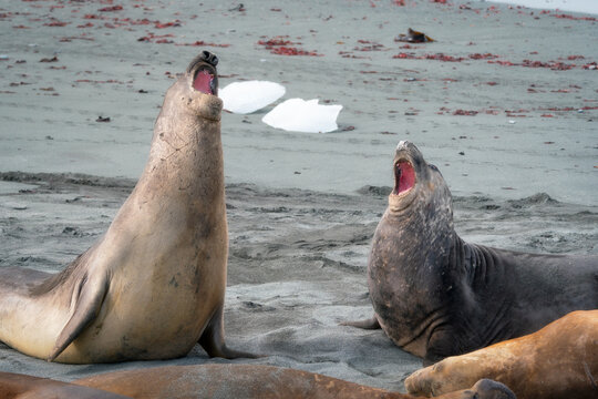 View of two elephant seals vocalizing with open mouths on a sandy beach with ice chunks and red algae in Antarctica.