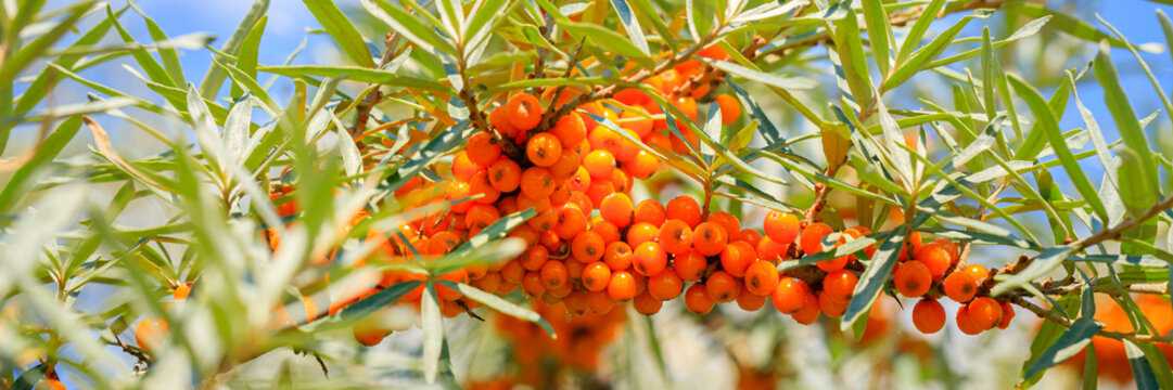 Sea buckthorn berries grow on branches in a bright field under clear blue sky in summer