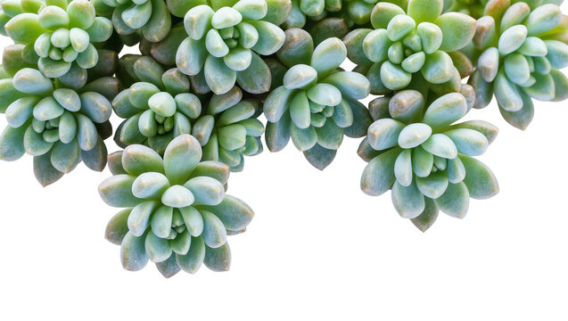 Isolated Pachyphytum succulent plant with thick, plump leaves, elegant botanical close-up