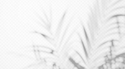Naklejka premium Palm frond shadow overlay isolated on transparent background. Tropical leaf silhouette with diffused light effect.