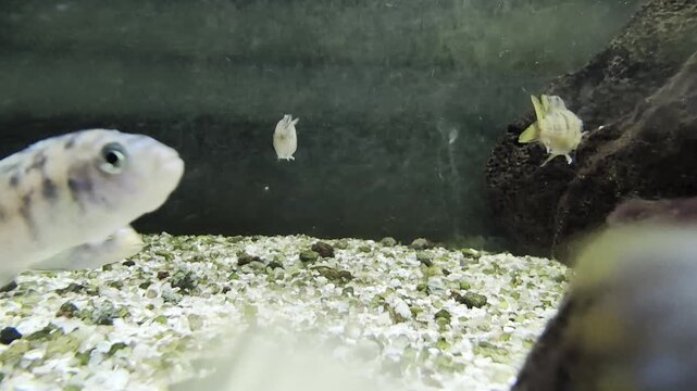 African cichlids swimming peacefully in a freshwater aquarium, with a focus on their iridescent scales, fins, and curious eyes exploring their rocky habitat