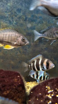 African cichlid fish swimming in a freshwater aquarium with rocks, featuring striped cyphotilapia frontosa and other colorful species of mbuna and peacock cichlids