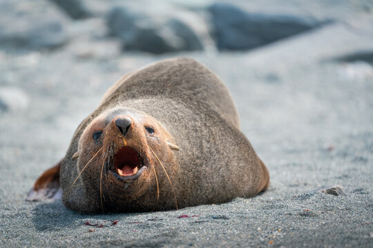 View of an Antarctic fur seal lying on a grey pebble beach with its mouth wide open Antarctica.