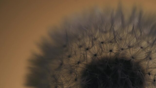 Macro close up of dandelion clock