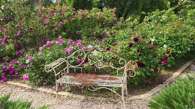 Vintage white wrought iron bench in a lush rose garden with blooming pink and purple flowers