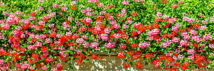 Obraz premium Vibrant flowers in bright colors cover a wall in a garden during daytime