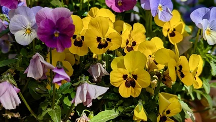Fototapeten Stiefmütterchen Bright yellow and purple pansy flowers blooming in spring garden.  © Tais