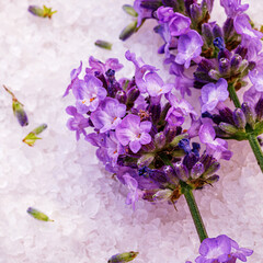 Naklejka premium Lavender flowers placed on a bed of pink salt in a close-up view during daylight hours
