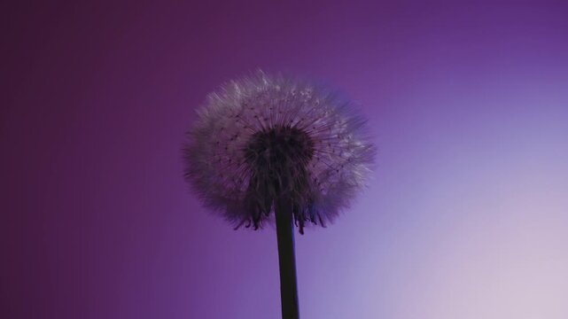 Macro close up of dandelion clock